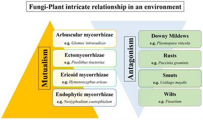 An overview of symbiotic and pathogenic interactions at the fungi-plant interface under environmental constraints